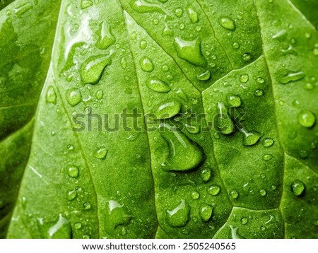 Image, Stock Photo drops in the grass Drop