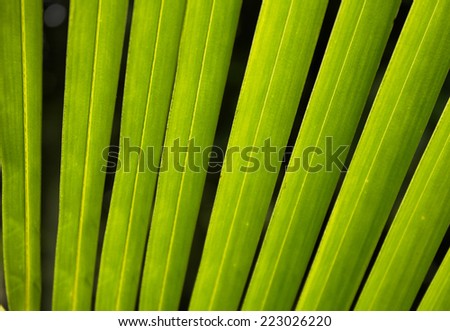 Green palm leaf at Asia.Coconut trees are very popular in Southeast Asia such as Thailand, Vietnam ...
