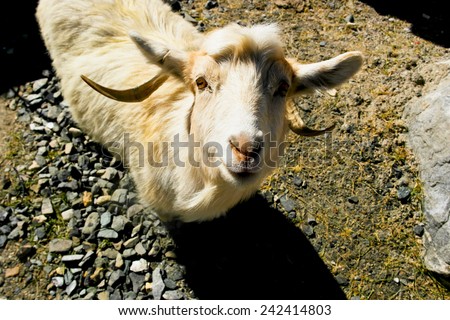 a face of goat on the way to Pangong Tso Lake