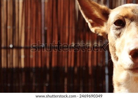 Similar – Image, Stock Photo Portrait of brown podenco dog with sad look on blue background