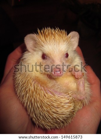 Little female hedgehog in my hands