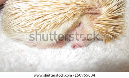 Baby hedgehog sweet dreams