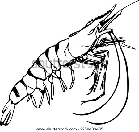 Tiger shrimp black and white vector illustration isolated on a white background. Hand drawn illustrations of realistic sea animals. The menu design element for menu of a fish restaurant, market or sto