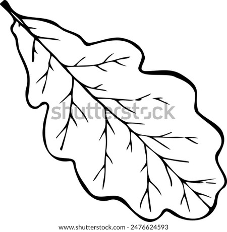 Hand drawn vector illustration of oak leaf in line art style isolated on a white background.