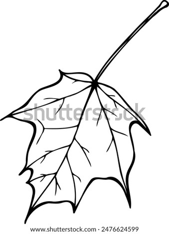 Hand drawn Maple leaf vector illustration in line art style isolated on a white background.
