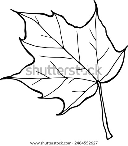 Hand drawn vector illustration of Maple leaf in line art style isolated on a white background.
