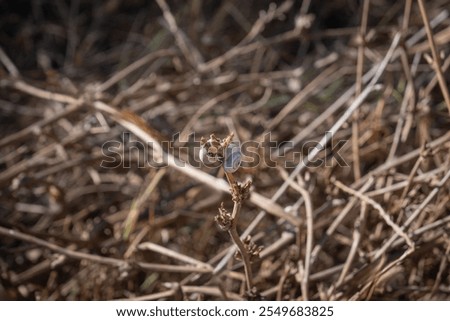 Similar – Image, Stock Photo small snail shell sticks to plant stem