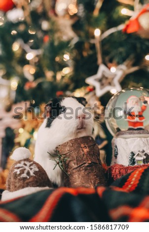 Similar – Image, Stock Photo Guinea Pig near female feet