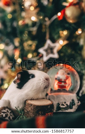 Similar – Image, Stock Photo Guinea Pig near female feet