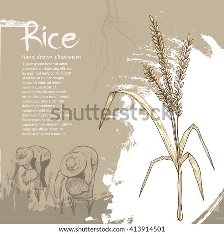 vector images illustrations and cliparts hand drawn illustration of rice rice background design hqvectors com hqvectors com