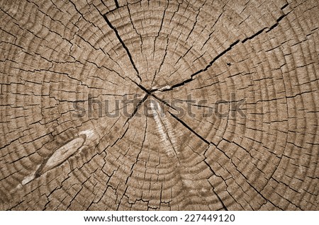 Cross section of tree trunk showing growth rings,texture background
