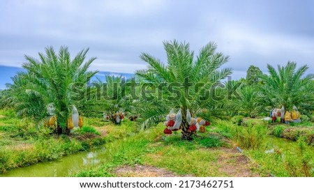 Similar – Image, Stock Photo A palm tree grows in the courtyard of a building