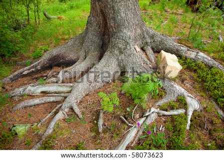 bizarre roots of tree in siberia