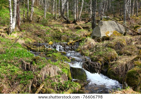 stream in forest by springtime