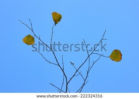 Autumnal leaves. Last autumn leaves on thin branches against blue sky.