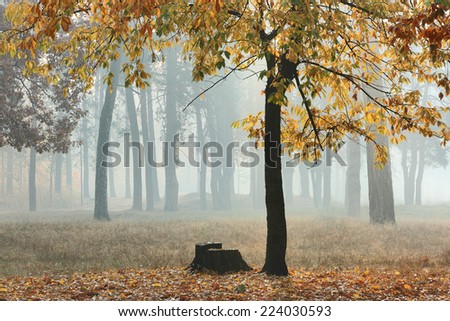 Autumn forest in fog. Tree and tree stump in a forest in autumn morning. Dark silhouettes and bright colors of fall through the haze.