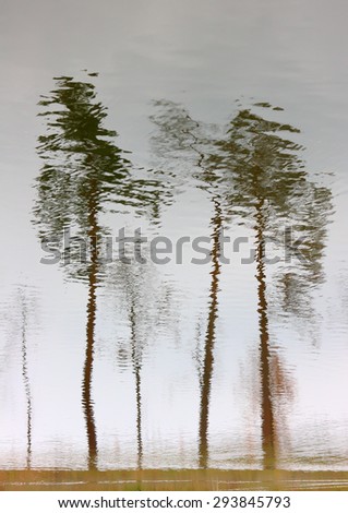 Trees reflection in water. Water reflection upside down create mosaic trees.