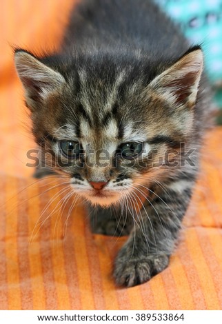 Young kitten. Tabby kitten commits careful steps. Photo stock © 