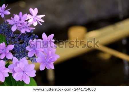 Similar – Foto Bild blühende Japanische Berghortensie