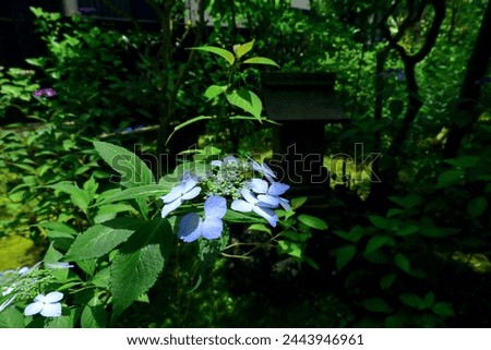 Foto Bild blühende Japanische Berghortensie