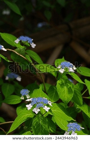 Similar – Foto Bild blühende Japanische Berghortensie