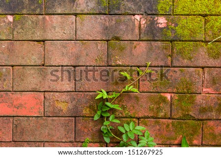 texture of old wall shows pattern with moss and vine