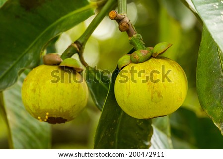 Thailand fresh fruit on tree mango-teen