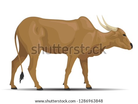 vector realistic parda alpina cattle. vector of cattle breeds collection