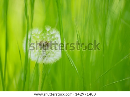 Dandelion Flower  in a Green Grass Meadow