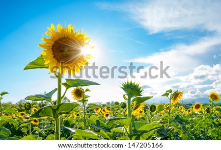 Bright Sun Shines Through the Petals of Beautiful Sunflower Against a Blue Sky in the Field
