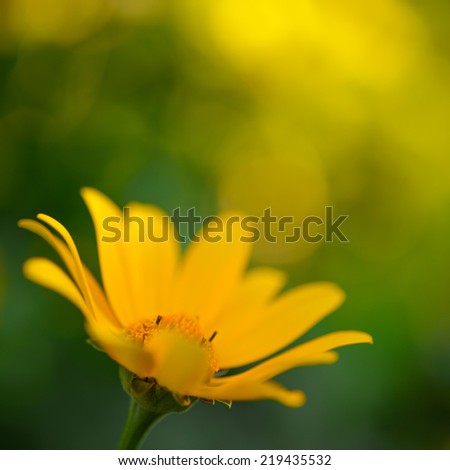Bright Yellow Daisy Flower. Floral Design