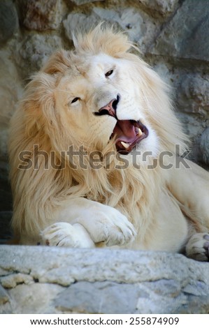 Close-up Image of a Roaring White Lion