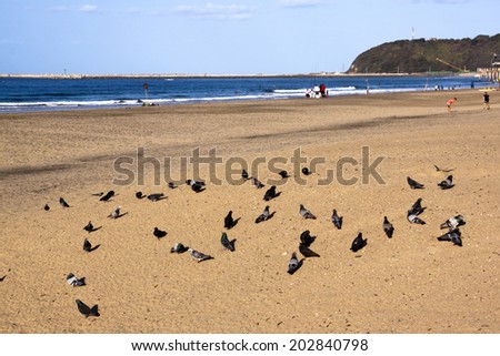 DURBAN, SOUTH AFRICA - JUNE 16, 2014: Many unknown people enjoy sunny day on beach with pigeons in foreground on Addington beach in Durban, South Africa