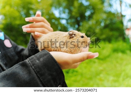 Similar – Foto Bild Eichhörnchen im Sonnenschein