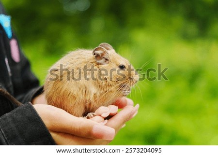 Similar – Foto Bild Eichhörnchen im Sonnenschein