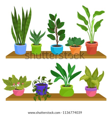 Similar – Image, Stock Photo Two houseplants Ficus elastic in white ceramic flower pots.