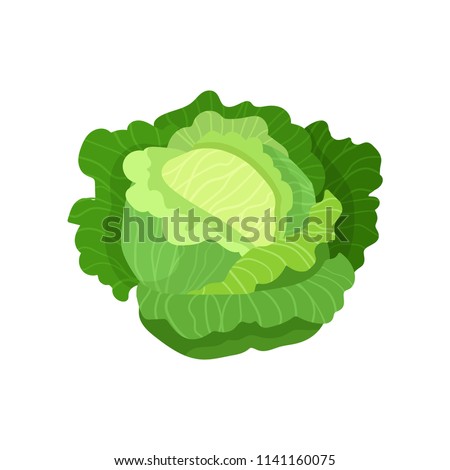 Cabbage with big bright green leaves. Fresh and healthy food. Vegetarian nutrition. Organic ingredient for salad. Flat vector icon