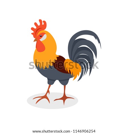 Colorful rooster, poultry farming vector Illustration on a white background