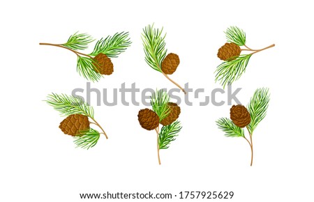 Cedar Branch with Evergreen Needle-like Leaves and Barrel-shaped Brown Seed Cones Vector Set