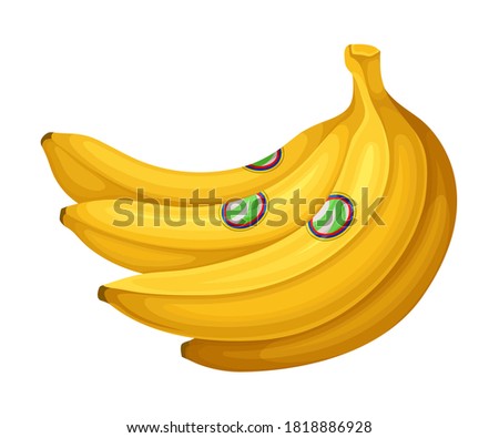 Bunch of Ripe Bananas as Ecuador Attribute Vector Illustration