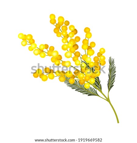 Evergreen Acacia Dealbata or Mimosa with Bipinnate Glaucous Leaves and Globose Bright Yellow Flowerheads Vector Illustration