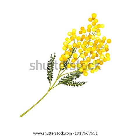 Evergreen Acacia Dealbata or Mimosa with Bipinnate Glaucous Leaves and Globose Bright Yellow Flowerheads Vector Illustration