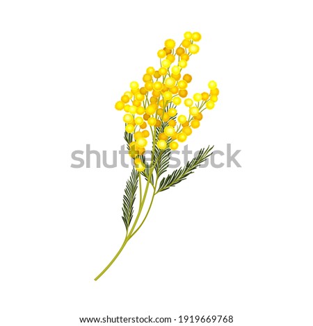 Acacia Dealbata or Mimosa with Bipinnate Leaves and Yellow Racemose Inflorescences Vector Illustration