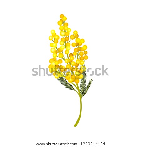 Branch of Mimosa or Silver Wattle with Bipinnate Leaves and Yellow Racemose Inflorescences Vector Illustration