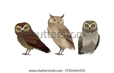 Different Species of Owls as Nocturnal Birds of Prey with Hawk-like Beak and Forward-facing Eyes Vector Set