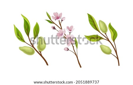 Similar – Image, Stock Photo beautiful almond tree flowers at sunset. Nobody, nature and spring concept