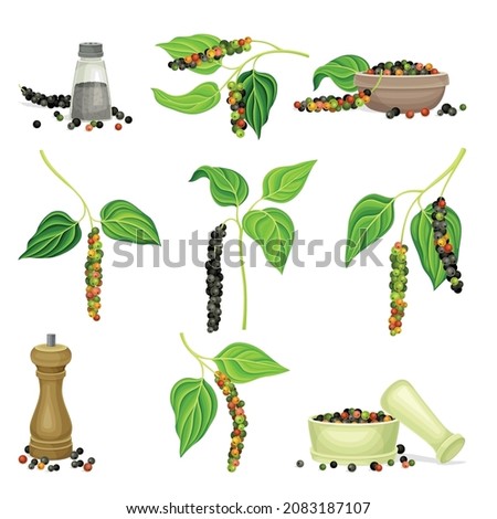 Black pepper plants set. Natural organic herb spice vector illustration