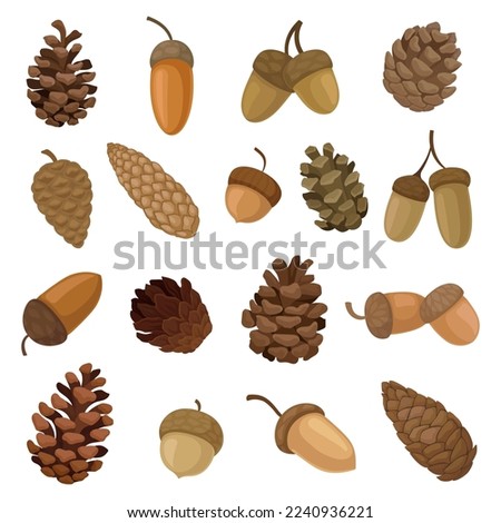 Acorns and Fir or Pine Brown Cones Big Vector Set