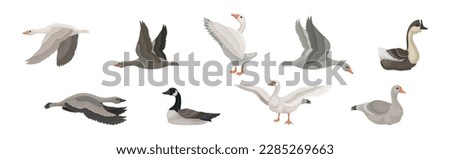 Similar – Image, Stock Photo Wild goose in wild meadow