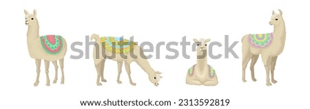 White Wooly Llama or Alpaca as Domesticated South American Camelid Vector Set